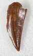 Sharp Raptor Tooth From Morocco - #13417-1